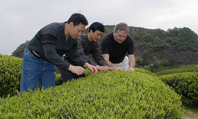 Inspecting green tea in China